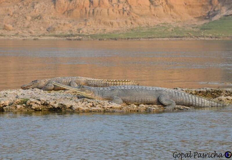 From Delhi : Private Chambal River Safari - A Detailed Look at the Experience