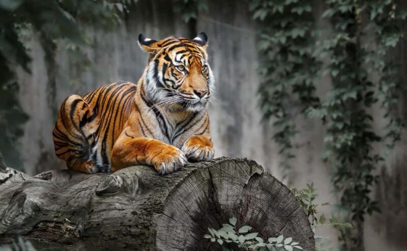 From Delhi: Ranthambore National Park Day Trip with Safari - FAQ