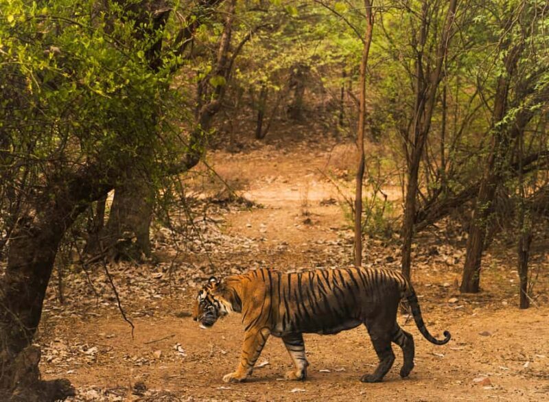 From Delhi: Ranthambore Tiger Safari with Accommodation - Key Points