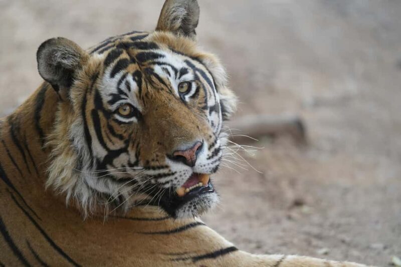 From Delhi: Ranthambore Tiger Safari with Accommodation - FAQ
