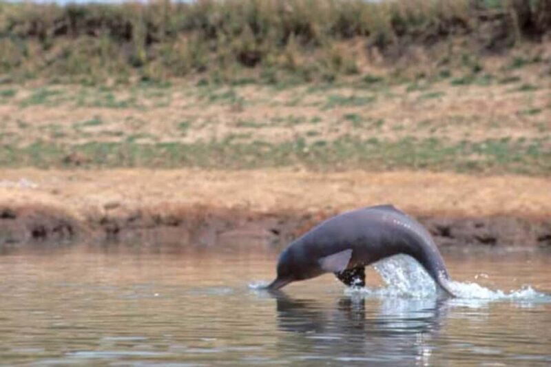 From Delhi: Same Day Taj Mahal tour with Chambal Safari - Final Thoughts