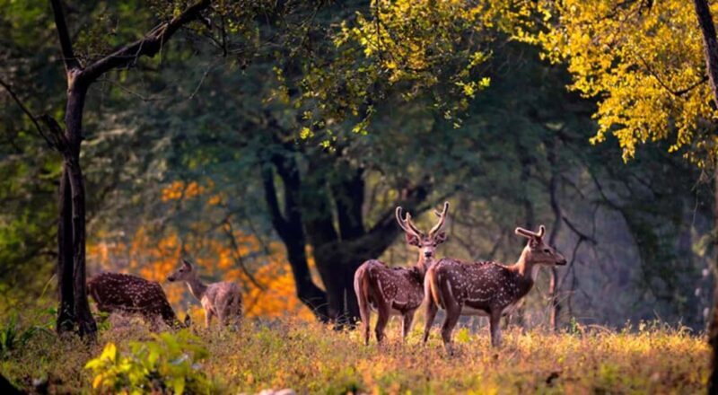 From Delhi: Same-Day Wildlife Safari at Sriska and Jhalna - An In-Depth Look at the Experience