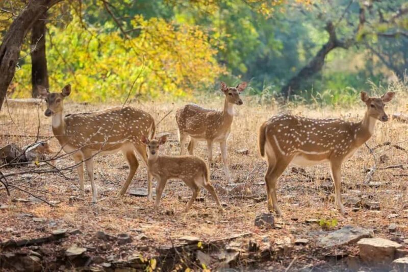 From Delhi: Sariska Wildlife Safari with Private Car - A Practical Guide to Your Sariska Safari Journey