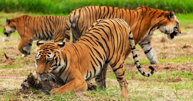 From Delhi: Sariska Wildlife Safari with Private Car - Authentic Experiences and Authentic Wildlife Encounters