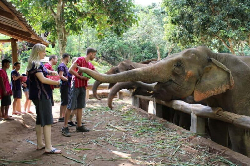 From Delhi: Sunrise Taj Mahal Tour with Elephant SOS Center - Key Points