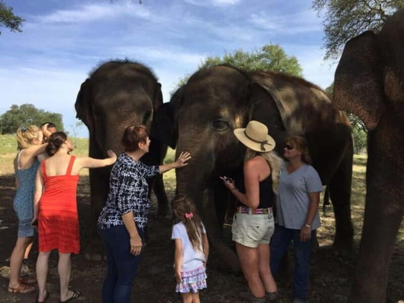 From Delhi: Sunrise Taj Mahal Tour With Elephant SOS - Who Will Love This Tour?