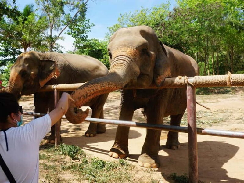 From Delhi: Taj Mahal, Agra Fort & Elephant Rescue Tour - An In-Depth Look at the Tour Experience