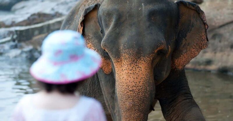 From Delhi: Taj Mahal, Agra Fort & Elephant Sanctuary Tour - A Deep Dive into the Experience