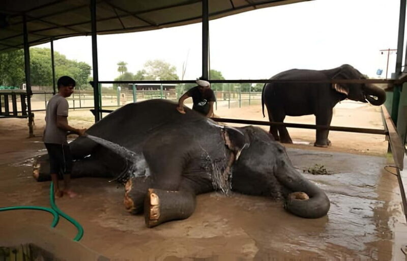 From Delhi: Taj Mahal, Elephant & Bear Wildlife Tour By Car - The Itinerary in Detail