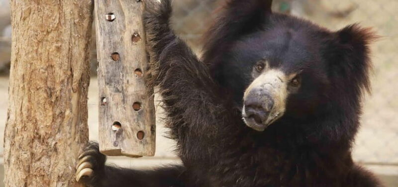 From Delhi: Taj Mahal, Elephant & Bear Wildlife Tour By Car - Practical Considerations and Tips