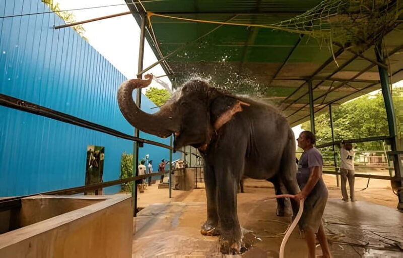 From Delhi: Taj Mahal, Elephant & Bear Wildlife Tour By Car - Frequently Asked Questions