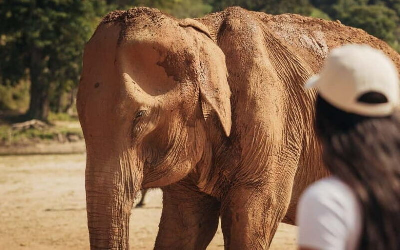 From Delhi: Taj Mahal Sunrise, Agra Fort & Elephant Tour - Exploring the Experience in Detail