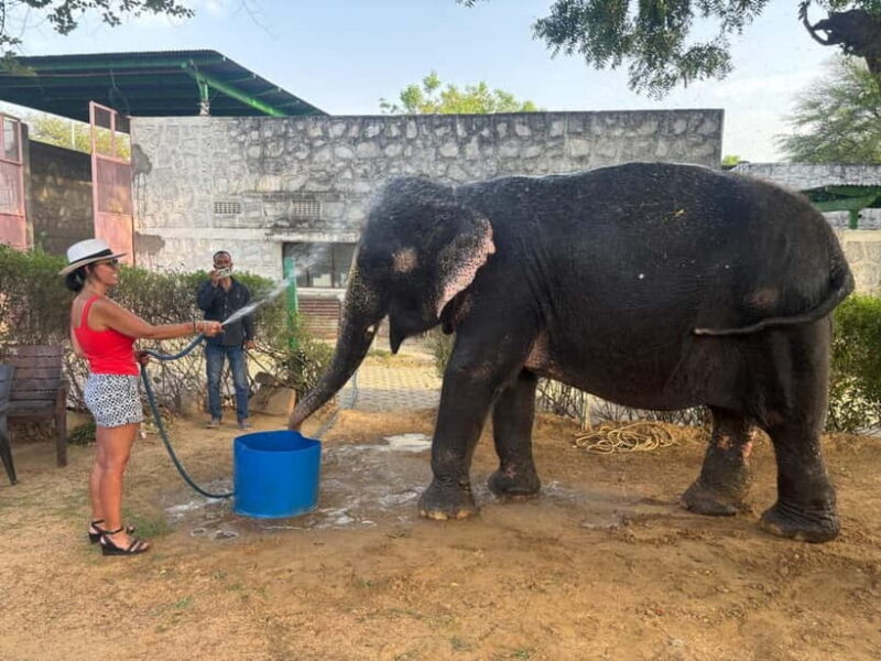 From Delhi: Taj Mahal Sunrise and Elephant Conservation Tour - Key Points