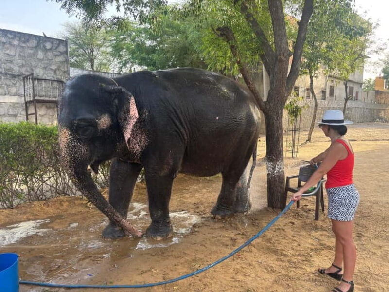 From Delhi: Taj Mahal Sunrise and Elephant Conservation Tour - FAQ