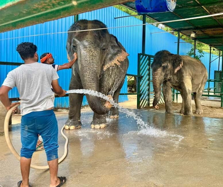 From Delhi: Taj Mahal Sunrise & Elephant Conservation by Car - From Delhi: Taj Mahal Sunrise & Elephant Conservation by Car - A Detailed Review