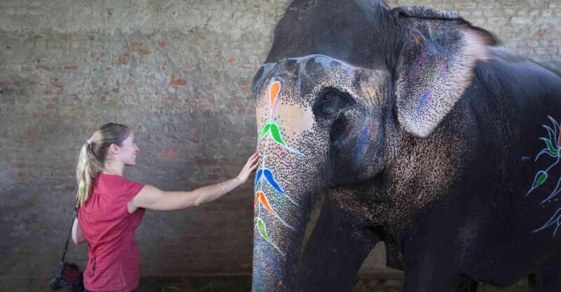 From Delhi: Taj Mahal Sunrise Tour w/ Elephant Conservation - In-Depth Look at the Experience