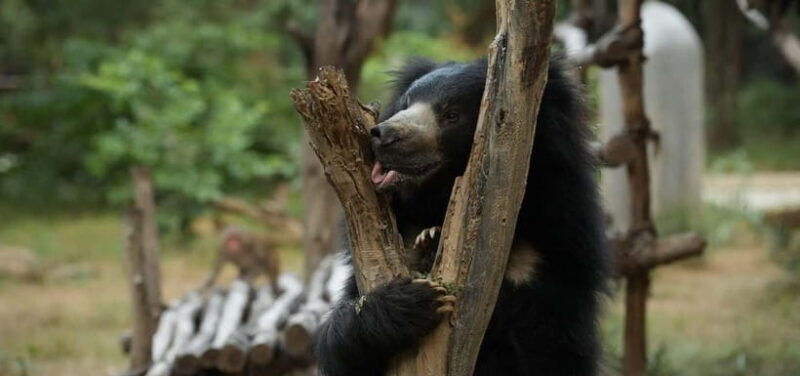 From Delhi: Taj Mahal Sunrise Tour w/ Elephant Conservation - Final Thoughts