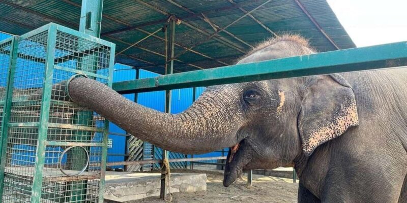 From Delhi: Taj Mahal Sunrise Tour w/ Elephant Conservation - From Delhi: Taj Mahal Sunrise Tour w/ Elephant Conservation — A Practical Guide for Curious Travelers