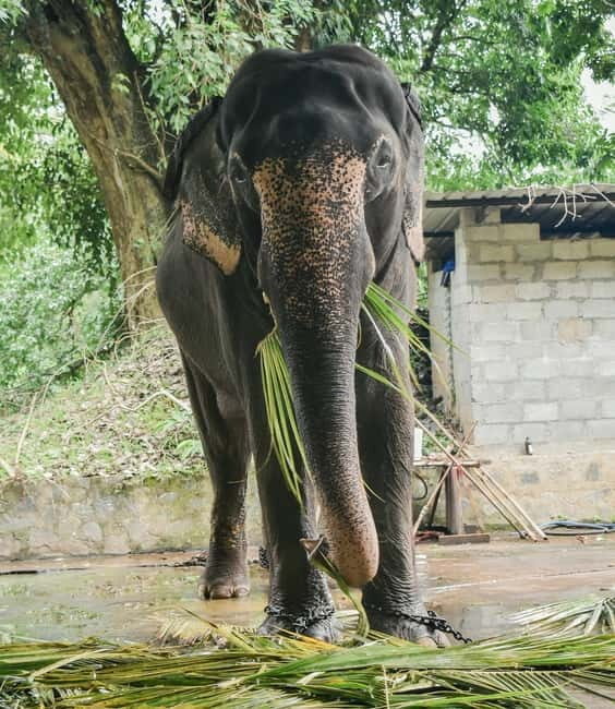 from Delhi Taj Mahal Sunrise Tour W SOS Elephant Conservati - Key Points