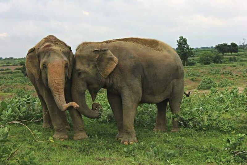 From Delhi: Taj Mahal Sunrise Tour with Elephant SOS Center - Practical Details and What It Means for You