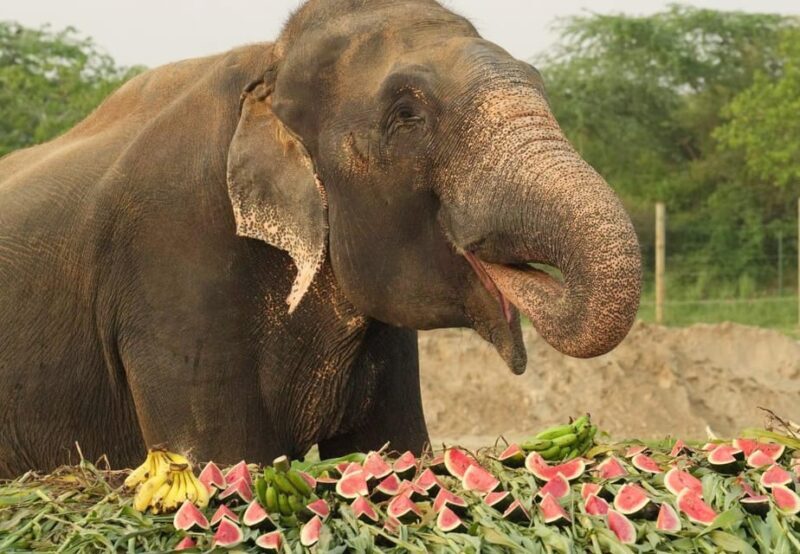 From Delhi: Taj Mahal Tour with Elephant Conservation Centre - Experience the Taj Mahal and Elephant Conservation Centre in a Day from Delhi