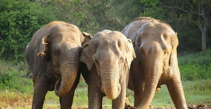 From Delhi: Taj Mahal Tour with Elephant Conservation Centre - Final Thoughts