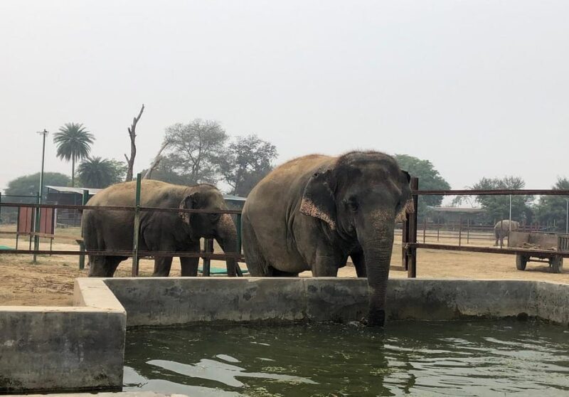 From Delhi:Sunrise Taj Mahal Trip with Elephant Conservation - Who Will Love This Tour?