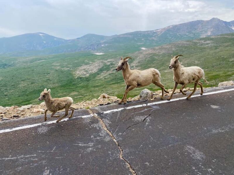 From Denver: Red Rocks and Mount Blue Sky Guided Day-Trip - FAQ