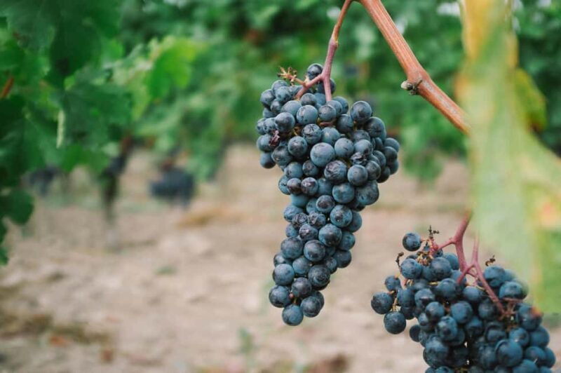 From Dijon: Côte de Nuits Wine-Tasting Tour - From Dijon: Côte de Nuits Wine-Tasting Tour—A Deep Dive into Burgundy’s Pinot Noir Paradise