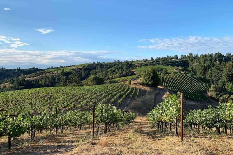From Dubrovnik: Private Peljeac Wine Region and Ston Tour - Who’s It Best For?