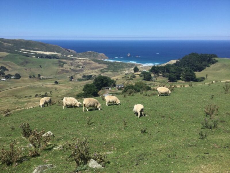 From Dunedin: City, Otago Peninsula & Albatross Guided Tour - The Value of the Experience
