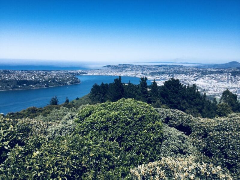 From Dunedin: City, Otago Peninsula & Albatross Guided Tour - Final Thoughts