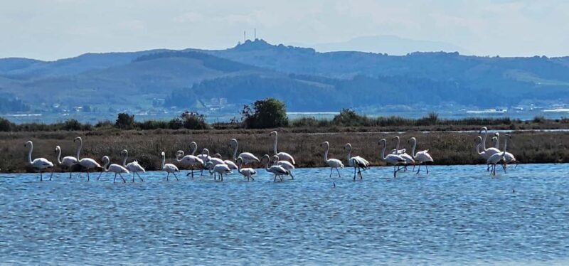 From Durrës: Divjakë-Karavasta National Park Day Trip - Who Will Love This Tour?
