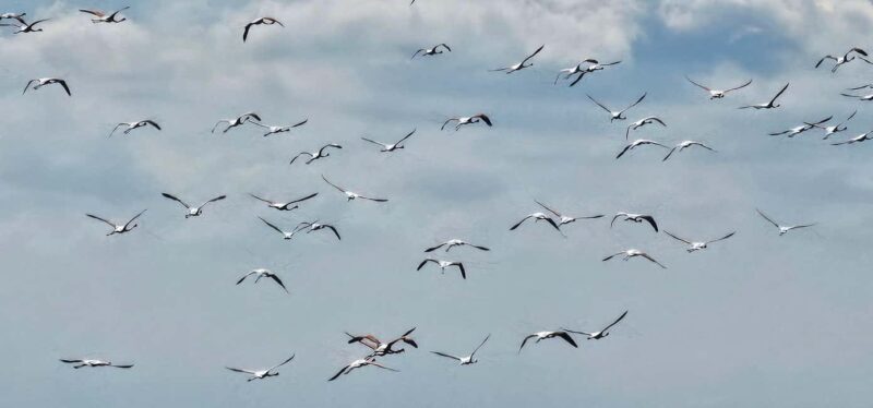 From Durrës: Divjakë-Karavasta National Park Day Trip - FAQs