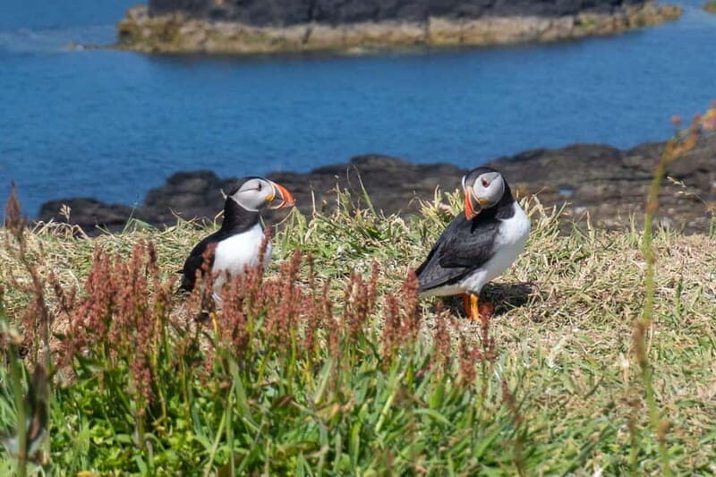 From Edinburgh: 4-Day Mull, Iona, and Staffa Islands Tour - In-Depth Breakdown of the Itinerary