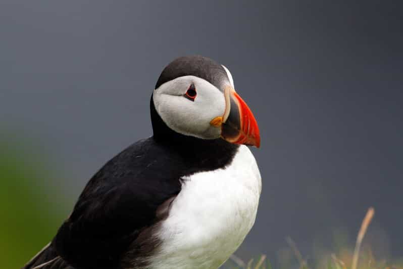 From Edinburgh: 4-Day Mull, Iona, Staffa & Puffin isles tour - A Detailed Look at the 4-Day Itinerary