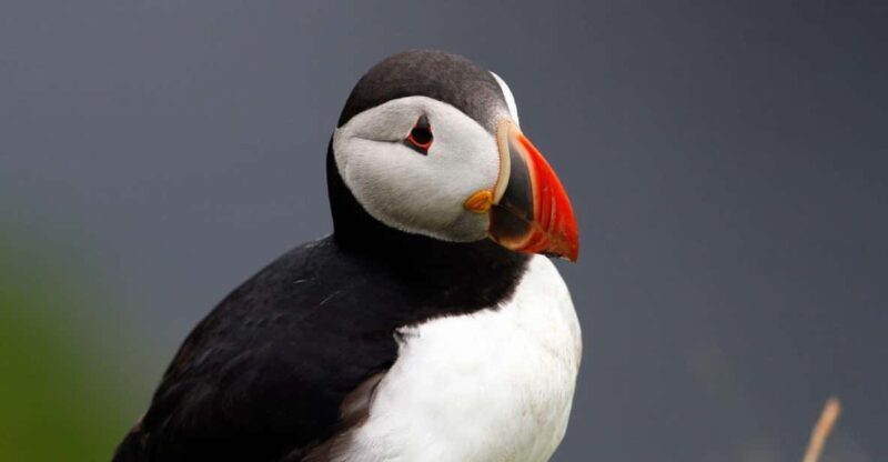 From Edinburgh: 4-Day Mull, Iona, Staffa & Puffin isles tour - Why This Tour Offers Great Value