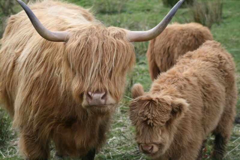 From Edinburgh: Best of Scotland Small-Group Day Tour - The Sum Up: Who Will Love This Tour?