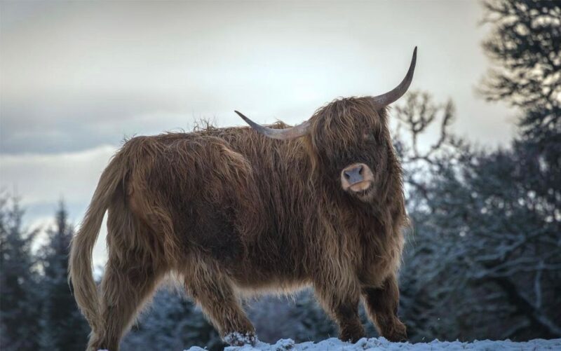 From Edinburgh/Glasgow: 3-Day Isle of Skye & Highland Tour - Frequently Asked Questions