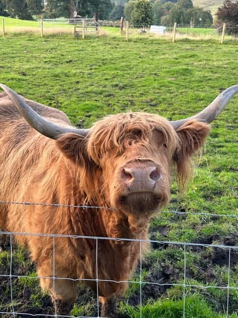 From Edinburgh: Glenfinnan, Fort William and Highland Cows - The Real Value of the Tour