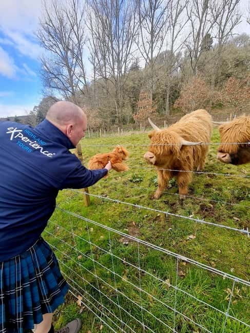 From Edinburgh: Glenfinnan, Fort William and Highland Cows - In Summary