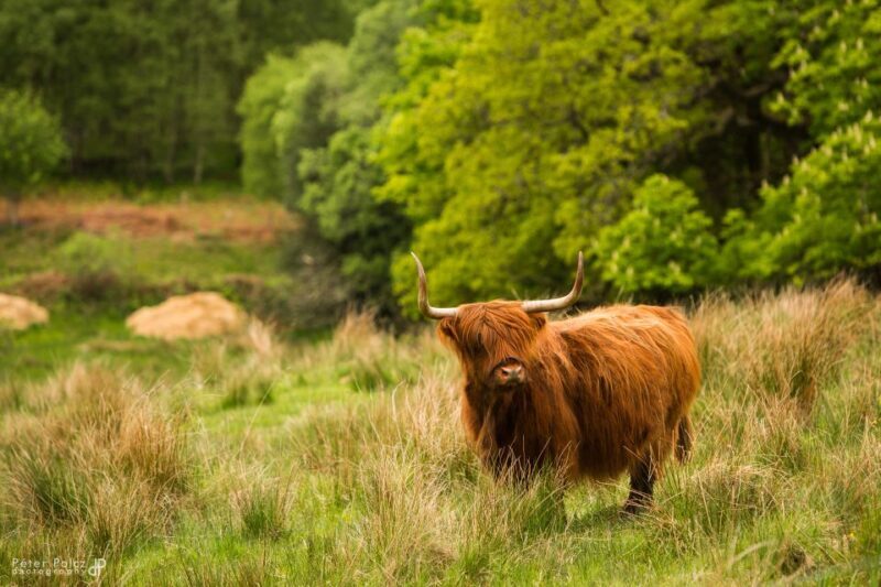 From Edinburgh: Isle of Skye and Hogwarts Express 4-Day Trip - What’s Included and What’s Not
