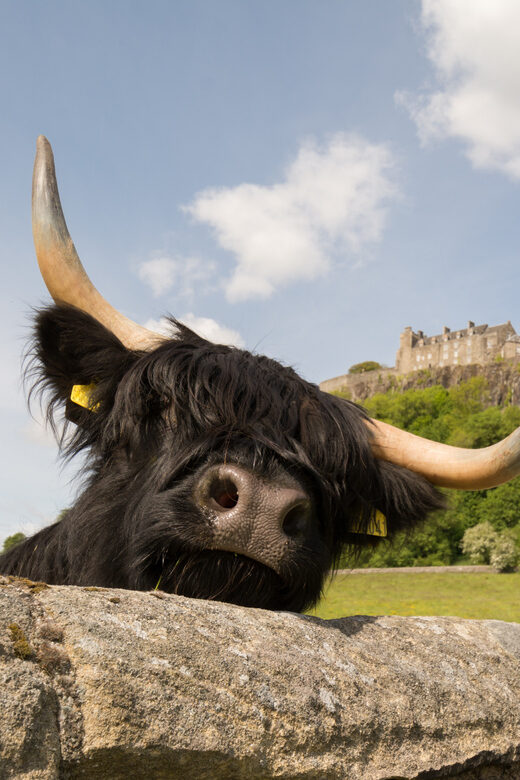 From Edinburgh: Loch Lomond, Stirling Castle & Kelpies Tour - Key Points