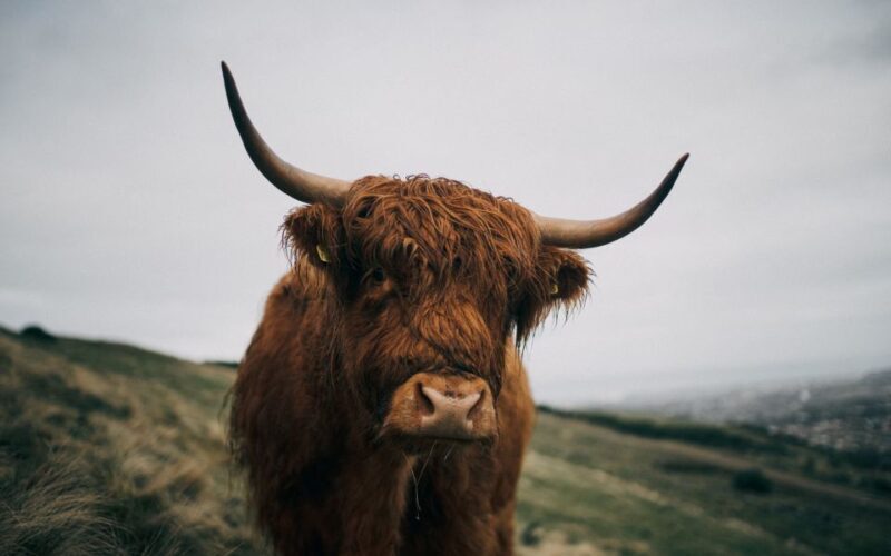 From Edinburgh: Scottish Highlands Full-Day Trip - The Journey Begins: What You Can Expect