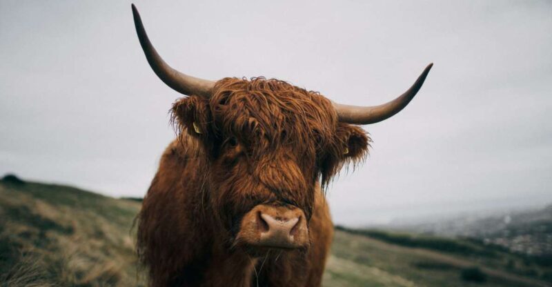 From Edinburgh: Scottish Highlands Full-Day Trip - Is This Tour Worth the Price?