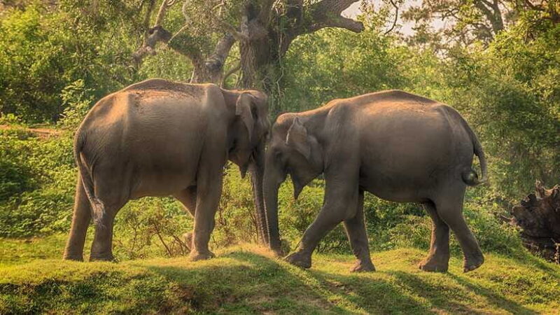 From Ella: 2-Day Yala Park Safari & Transfer to Beach - The Sum Up: The Value Proposition