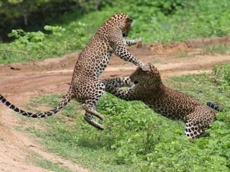 From Ella: 2-Day Yala Park Safari with Arugam Bay Drop-off - Day 2: Morning Safari and Transfer to Arugam Bay