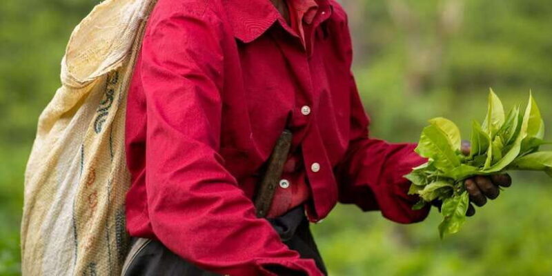 From Ella- All inclusive Day Trip of 8 Iconic Sights & Train - An In-Depth Look at the Ella Day Trip