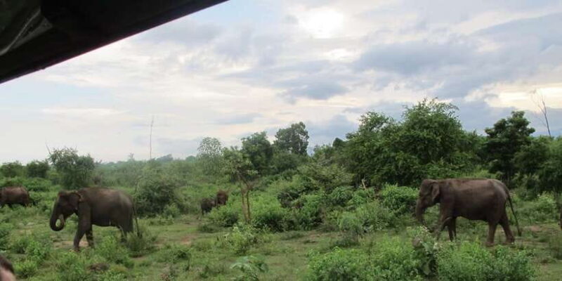 From Ella: All Inclusive Udawalawe National Park Safari - Key Points