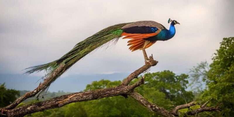 From Ella: All Inclusive Udawalawe National Park Safari - A Detailed Look at the Udawalawe Safari Experience